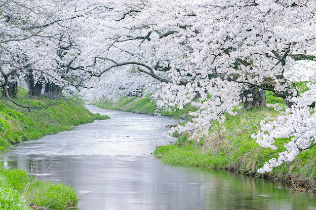 #photo #landscape #sigma #foveon #sdquattroh #japan #yamagata #tsuruoka #山形県 #鶴岡市 #山形帝國 #写真 #風景写真 #桜