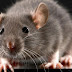 चूहे के बारे में रोचक जानकारी - Facts About Rat In Hindi
