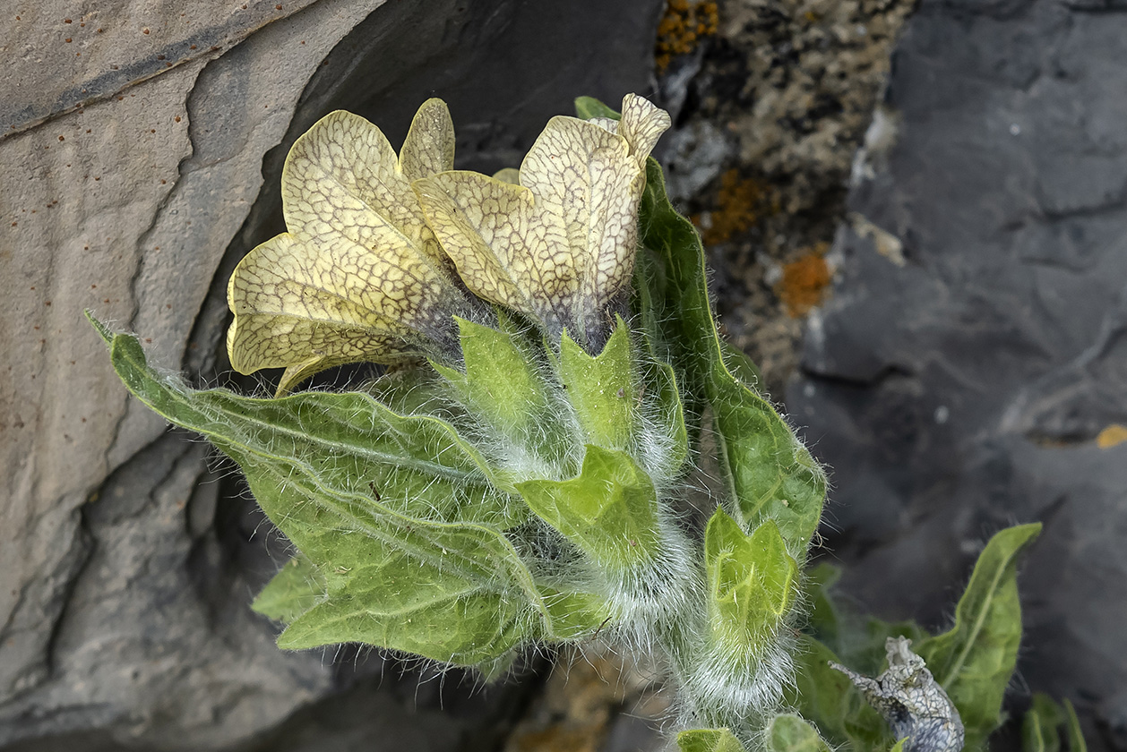 Semi Di Hyoscyamus Niger (Cannabis Nera) - Erba Esotica E Unica Per Il Tuo Giardino - Foto 9