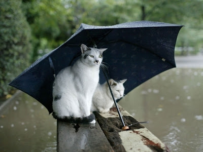 BEAUTIFUL RAIN PHOTOGRAPHY 