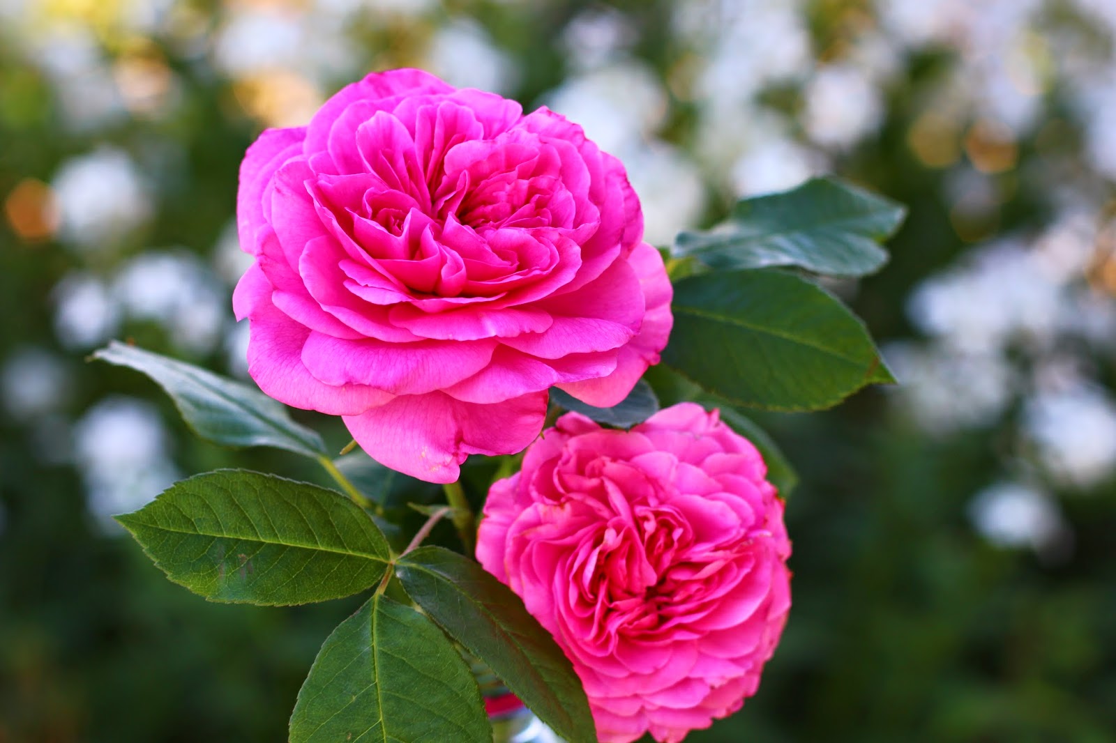Ma Planete Jardin La Spiree Arguta Une Tres Belle Spiree De