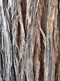 Long Lines of Tree Bark