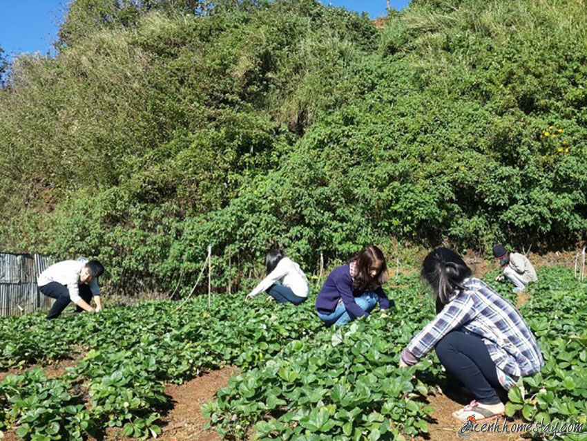 10 Homestay Đà Lạt có vườn farm: dâu tây, rau, hoa, hồng cho khách trải nghiệm