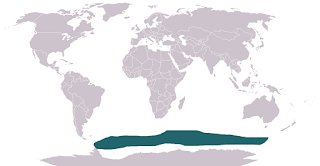 Güney Kutbu deniz ayısı dağılım haritası