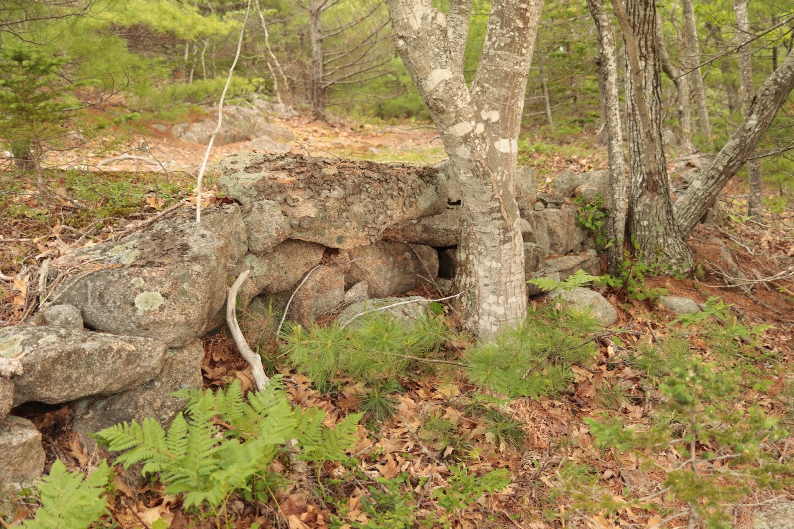 ABANDONED TRAILS OF ACADIA NATIONAL PARK THE OLD PARADISE HILL ROAD