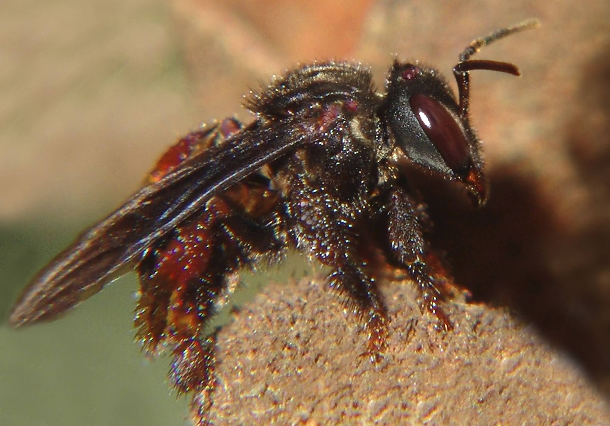 Vulture Bees, Meateating Bees