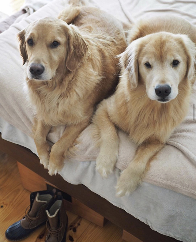 Golden Retrievers Boomer & Brody’s Fifty Best Bits So Far (and how we