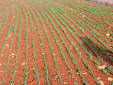 Amazone Cayena 6001 seed drill