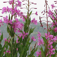 Füzike (Epilobium) gyógynövény