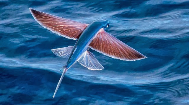 Exocoetidae: El pescado que vuela