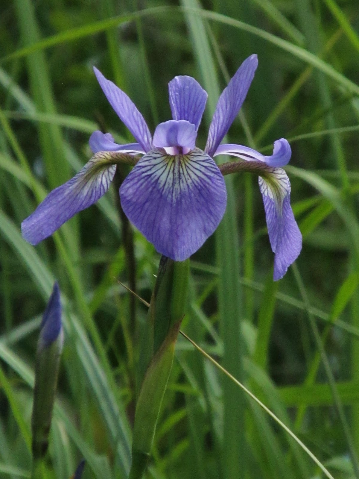 Recreational Kayaking in Maine The Eastern River, Dresden Maine