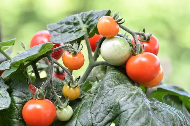 Les Variétés de la tomate