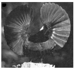 Isolasi perilaku pada burung Priloris victoriae jantan Isolasi perilaku pada burung Priloris victoriae jantan