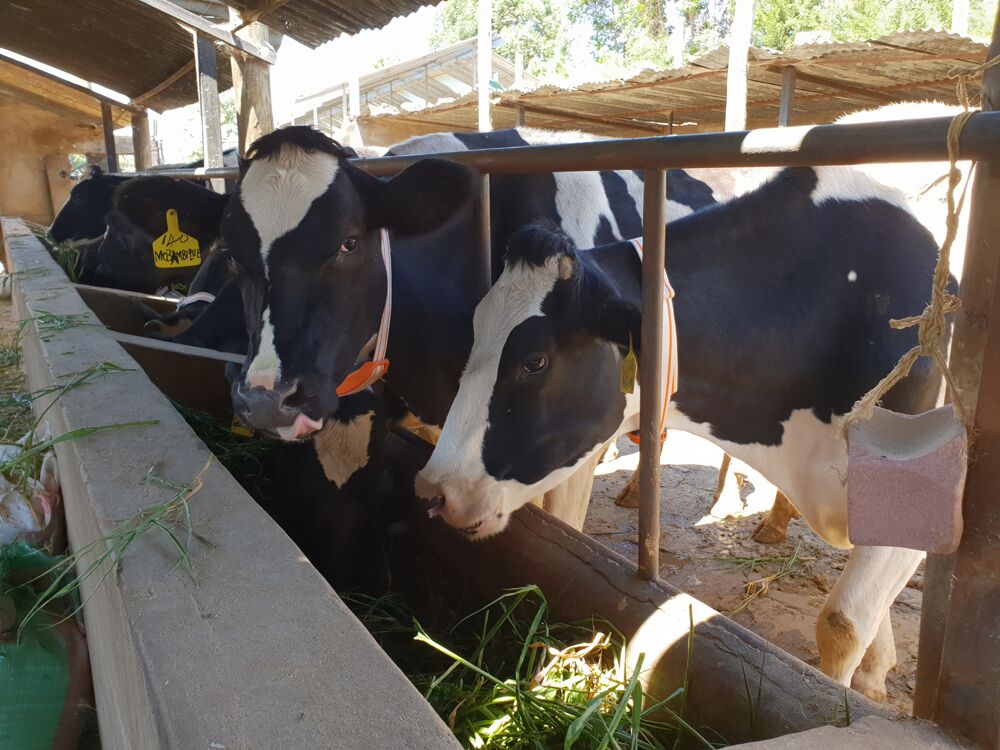 Are Mineral and Vitamin Supplements The Answer To Dairy Farming In Kenya?