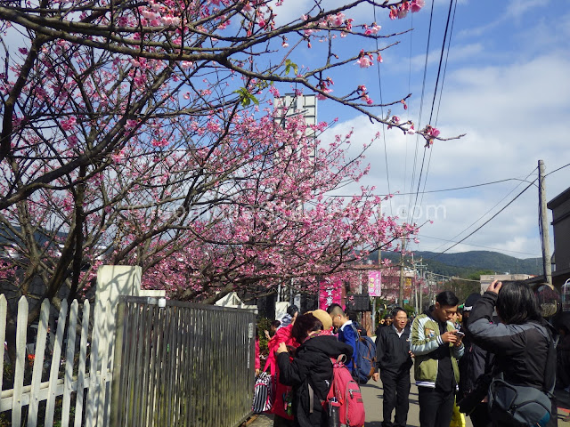 Pingjing St. Lane 42 cherry blossoms Pingjing St. Lane 42 cherry blossoms