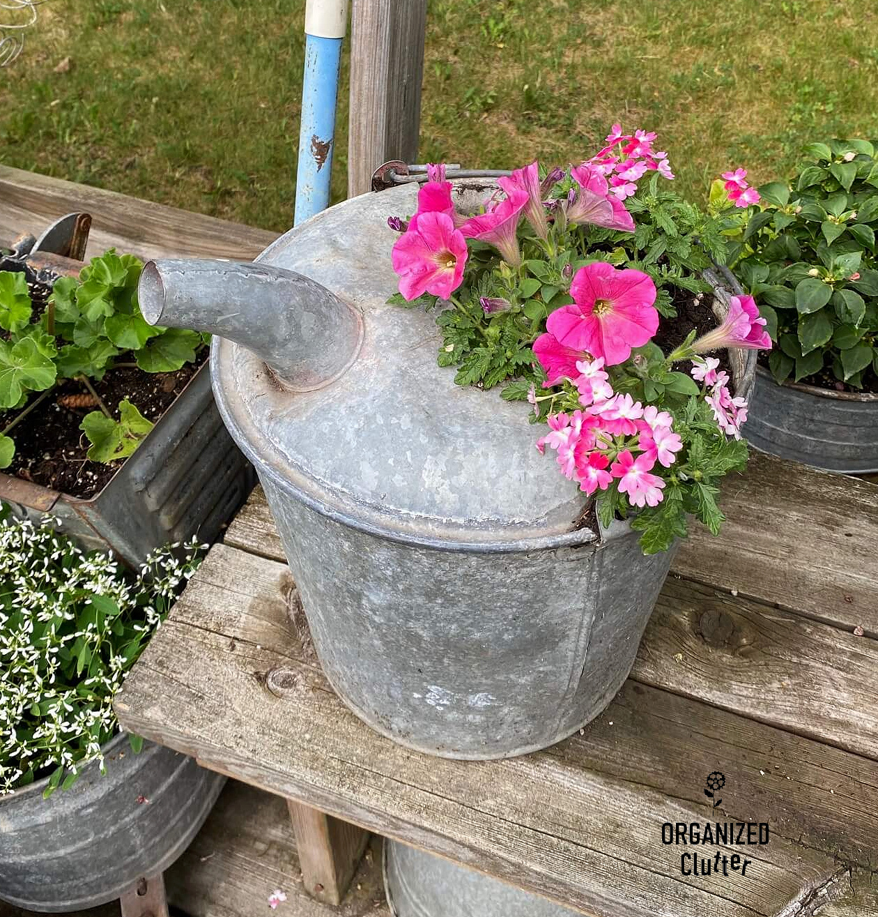 Galvanized Buckets, Annuals, Climbing Vines, And Other Junk Garden