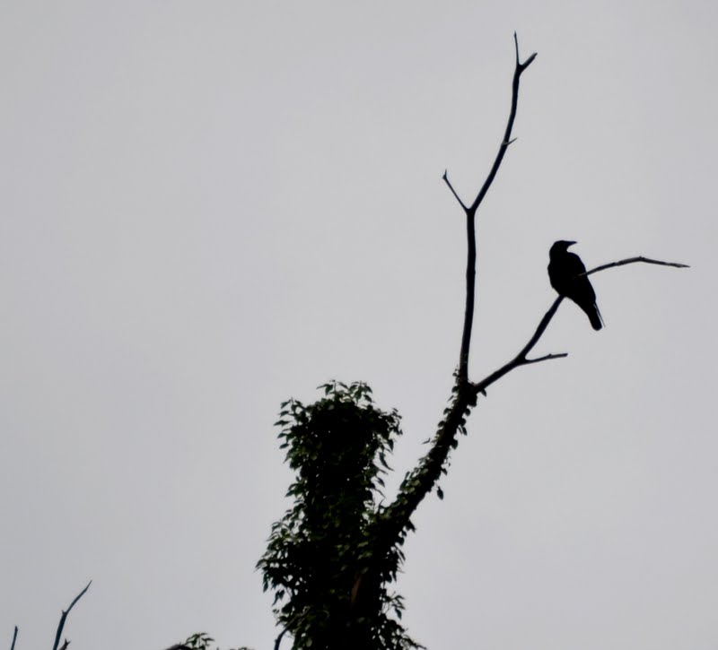 El Camino de Santiago desde Asturias De Cangas de Onís a Covadonga
