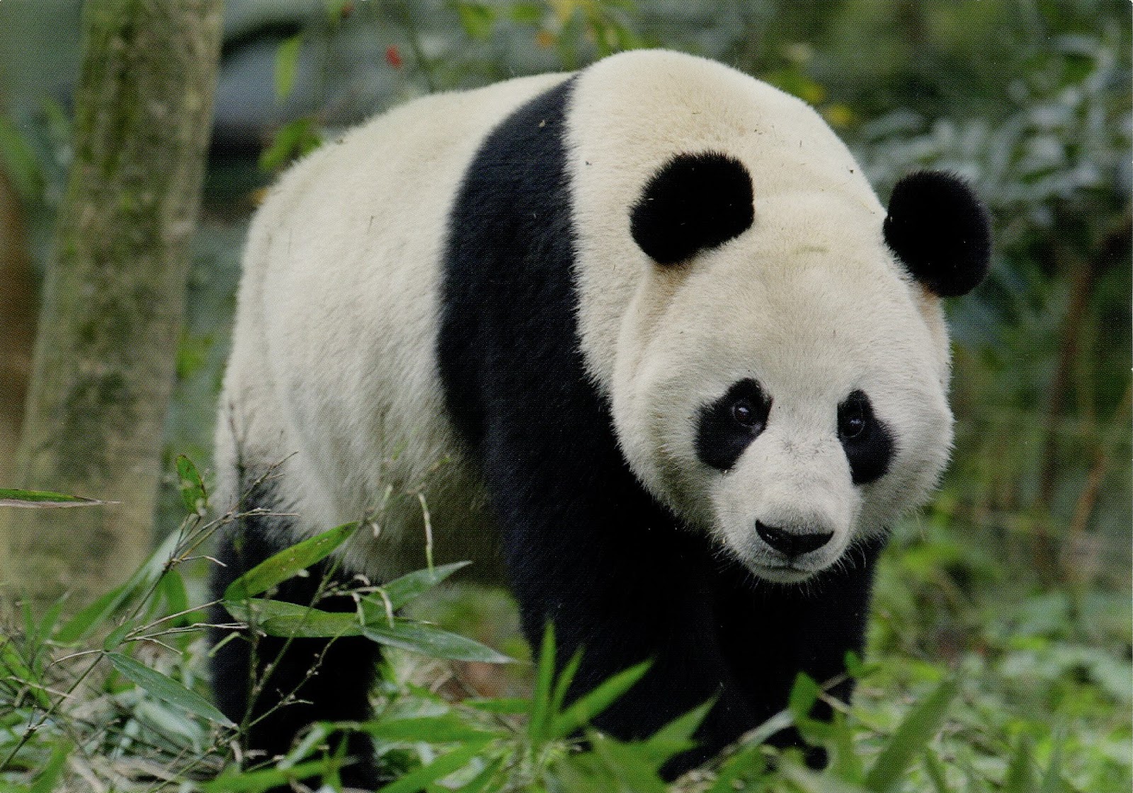 злая панда фото. гигантская панда. большая панда с бамбуком. панда в китайском зоопарке. панда бамбуковый медведь.
