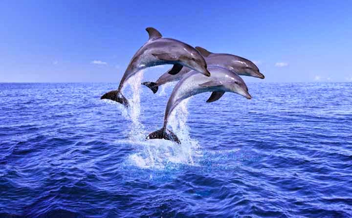 lumba-lumba tergolong hewan vivipar karena berkembang biak dengan cara