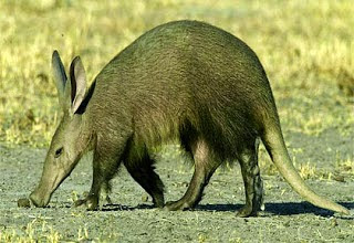 Aardvark