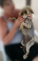 Miley is a Morkie girl needing a new loving home in Cape Town