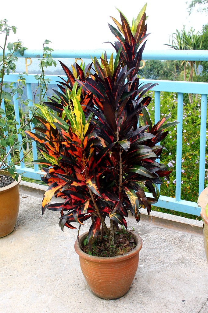 Croton plant Codiaeum variegatum care and culture Travaldo's blog