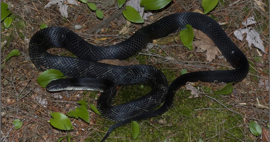 Explorations of an Ecologist: The snakes of Ontario - Part 5