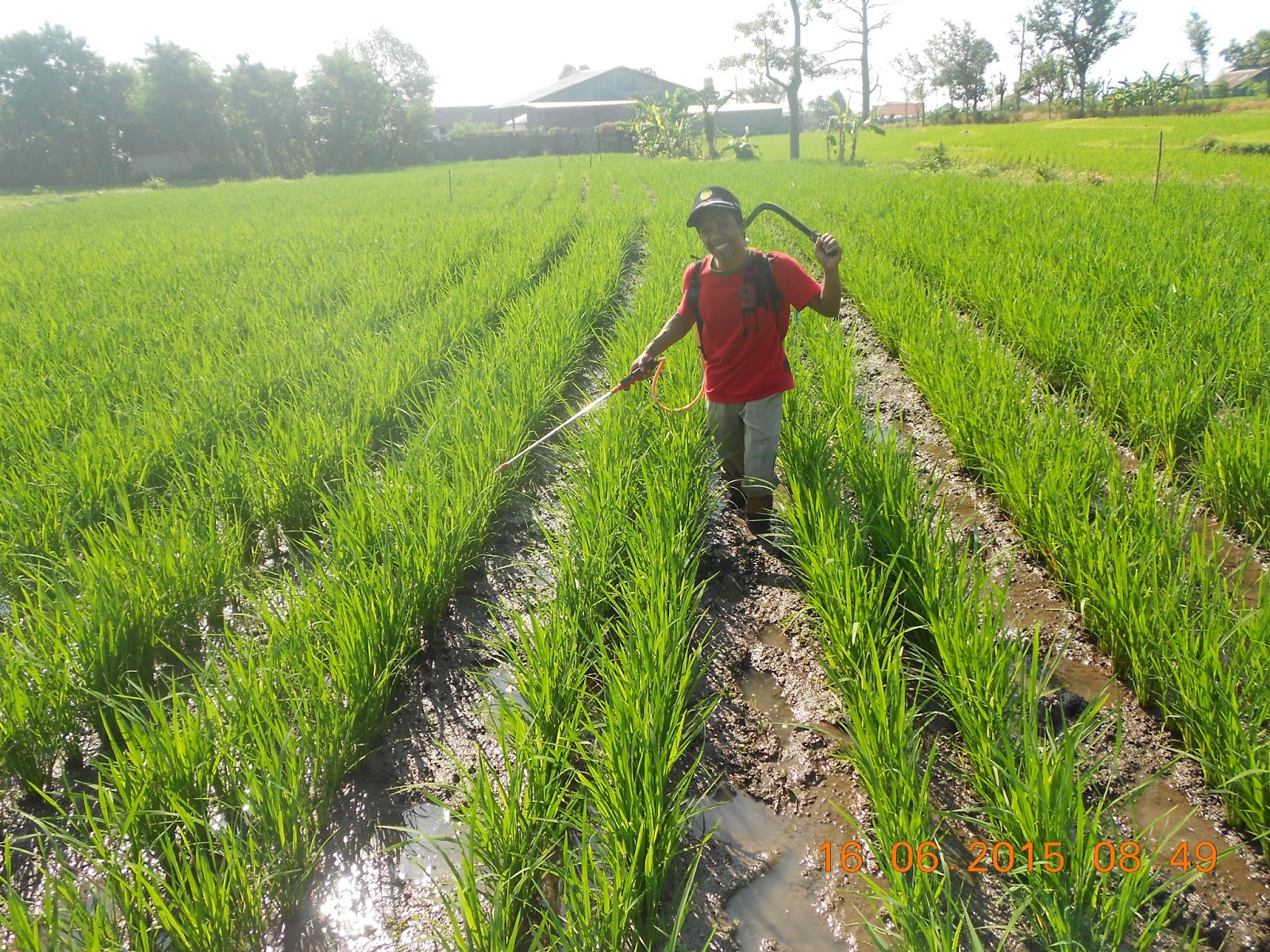 Agritani Aplikasi Dan Dosis Pupuk Tanaman Padi