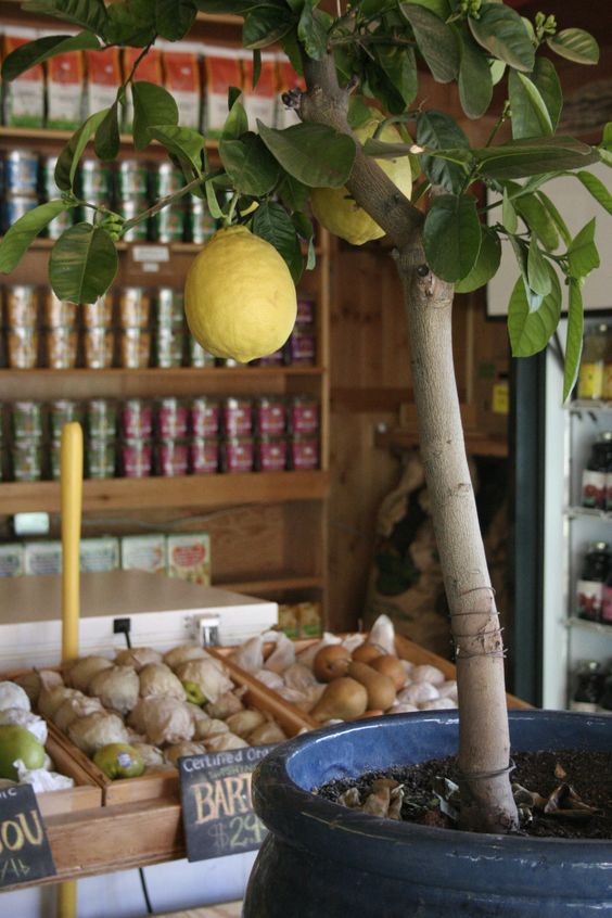 diy green gardening stuff diy green gardening stuff