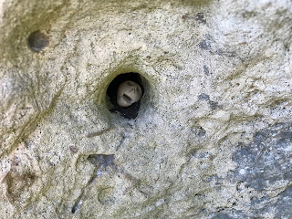 A close up picture of a small, ceramic skull, Skulferatu #50, in a hole in the back of the Hob Stone.   Photo by Kevin Nosferatu for the Skulferatu Project.