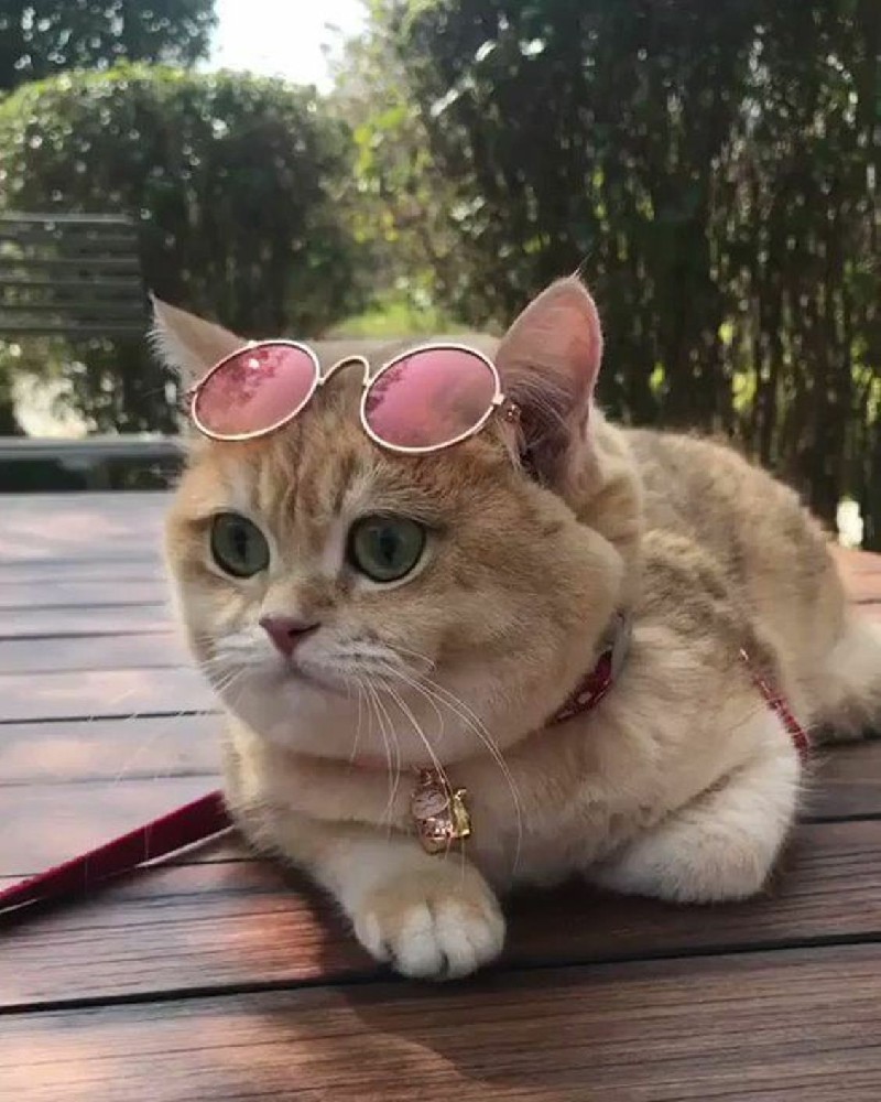 40+ Cool cat images, Cool cat photos, Pictures dieas