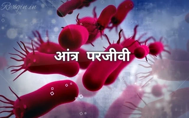 Ascaris lumbricoides in Hindi