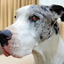 15 Reasons That Prove Great Danes Are The Most Terrible Dogs On Earth