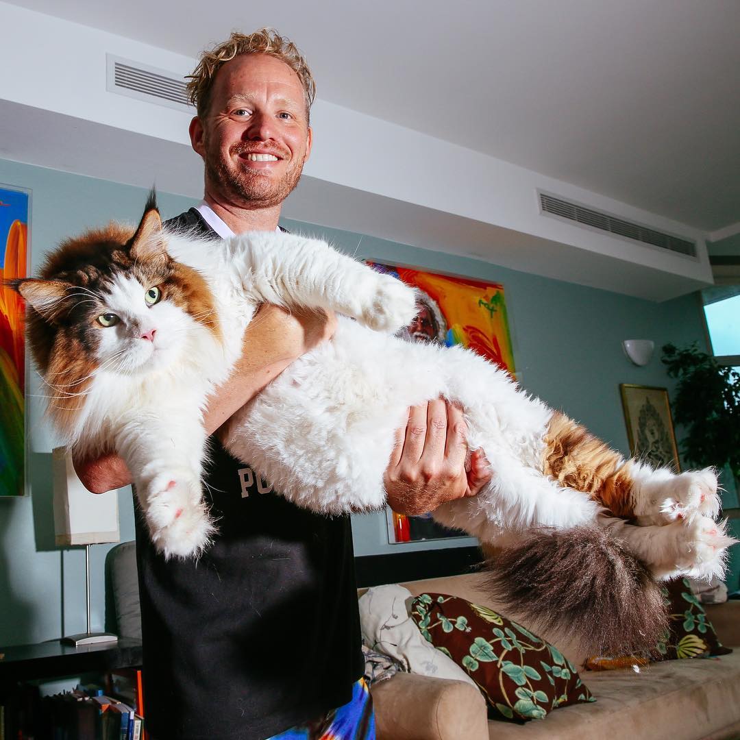 The Biggest Maine Coon Cat In The World Cute Cats & Lovely Dogs