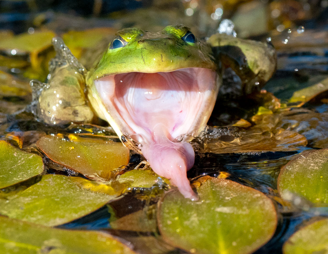 Robin Loznak Photography Hungry, hungry bullfrog