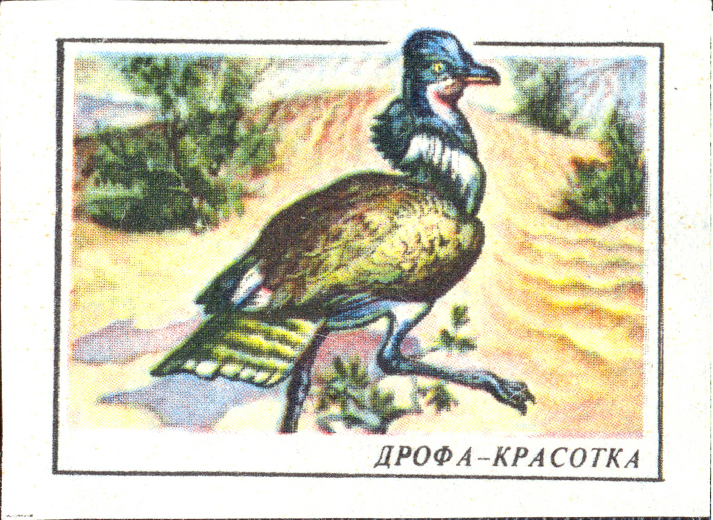 джек chlamydotis undulata. дрофа красотка 4 буквы сканворд. дрофа красотка 4 буквы сканворд.