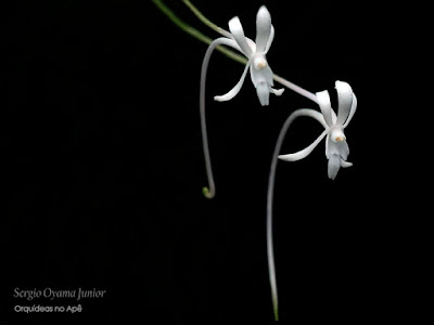Orquídea Neofinetia falcata