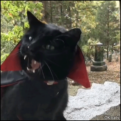 Funny Cat GIF • Halloween is coming. Monk the black vampurr with is cape is roaring. He needs fresh blood... Funny Cat GIF • Halloween is coming. Monk the black vampurr with is cape is roaring. He needs fresh blood...