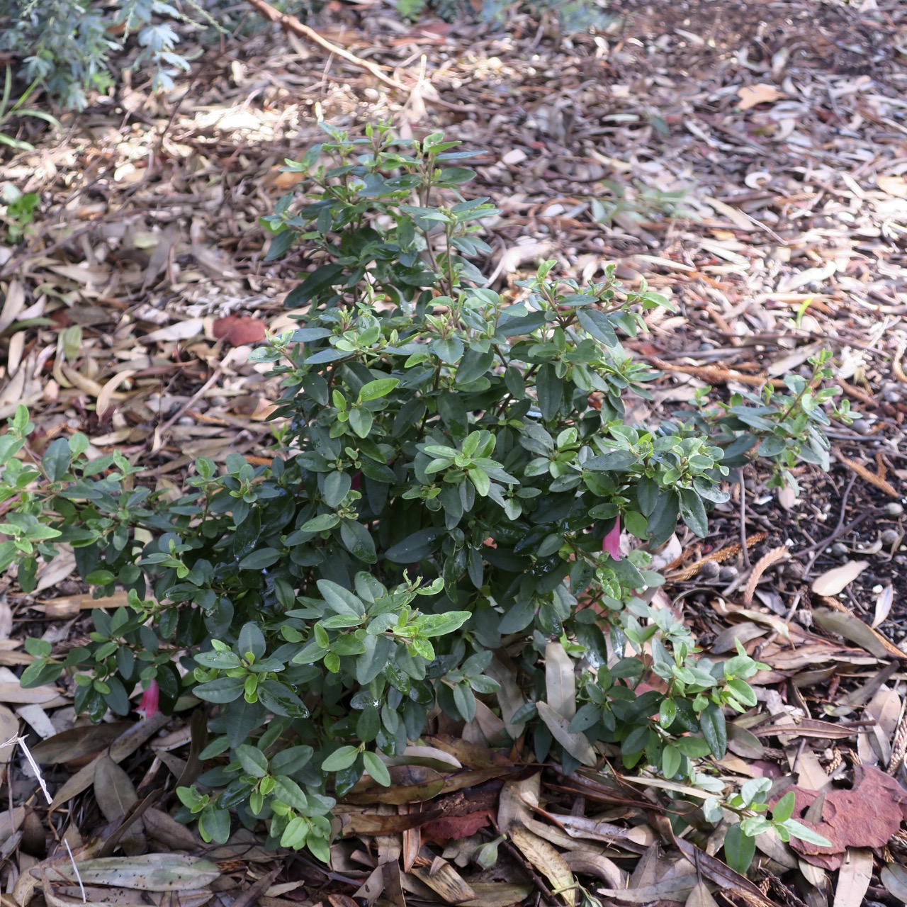 A Guide To Northeastern Gardening 18 Summer Blooming Shrubs For