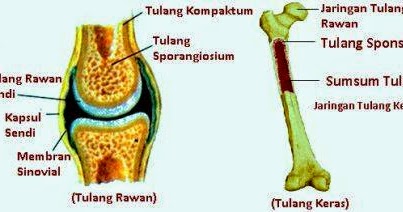 Struktur Tulang Keras Dan Tulang Rawan Berbagai Struktur