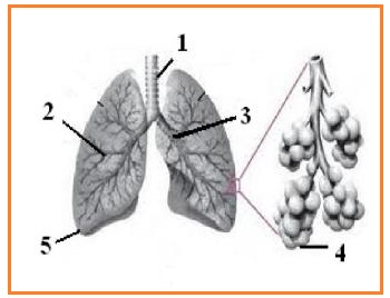 BIOLOGI GONZAGA: REFRESH SISTEM ORGAN SMA