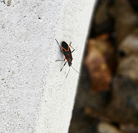 Boxelders