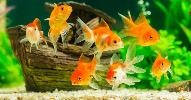 Pengertian Manfaat Dan Jenis Jenis Ikan Hias Prakarya Kelas 9 Semester 2 Revisi