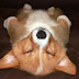 18 Corgis Sleeping In Totally Ridiculous Positions