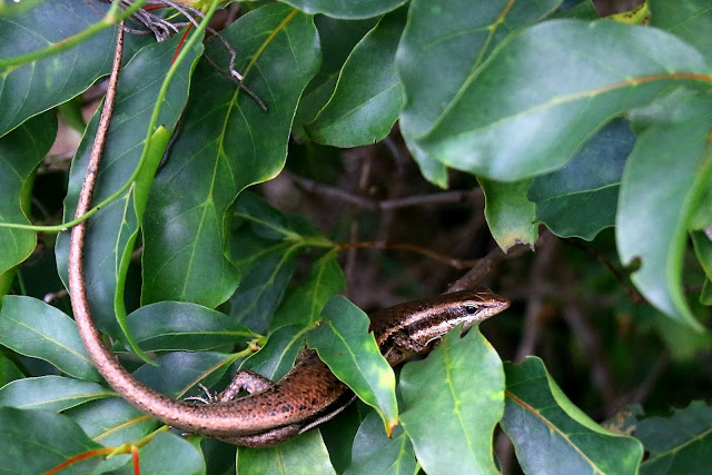 seychelles skink