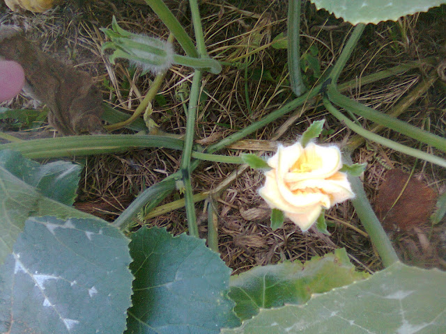 Tanaman Waluh Kuning Tanaman Waluh Kuning