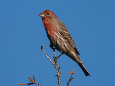 Photo of House Finch in tree top