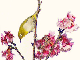 Japanese White Eye, bird, cherry blossoms