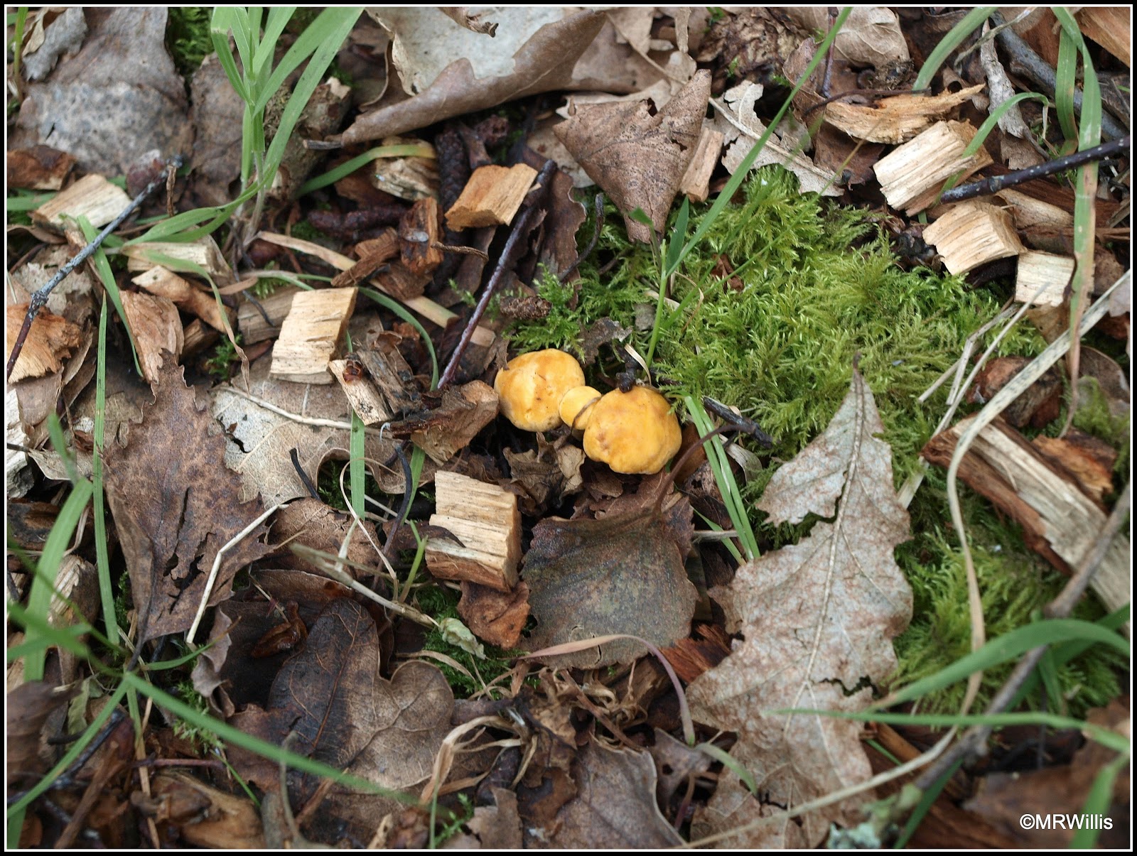 Mark's Veg Plot After the rain