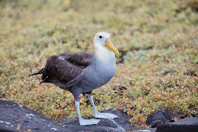Wildlife Photos: Waved Albatross Standing on Rock at Punta Suarez Hood ...